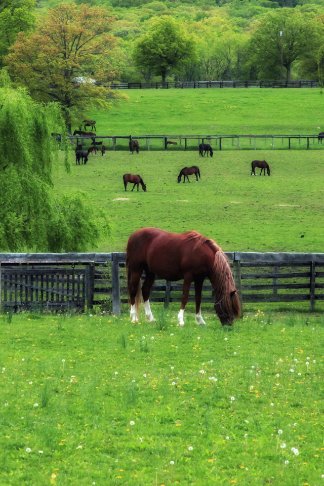 Лошади на лугу