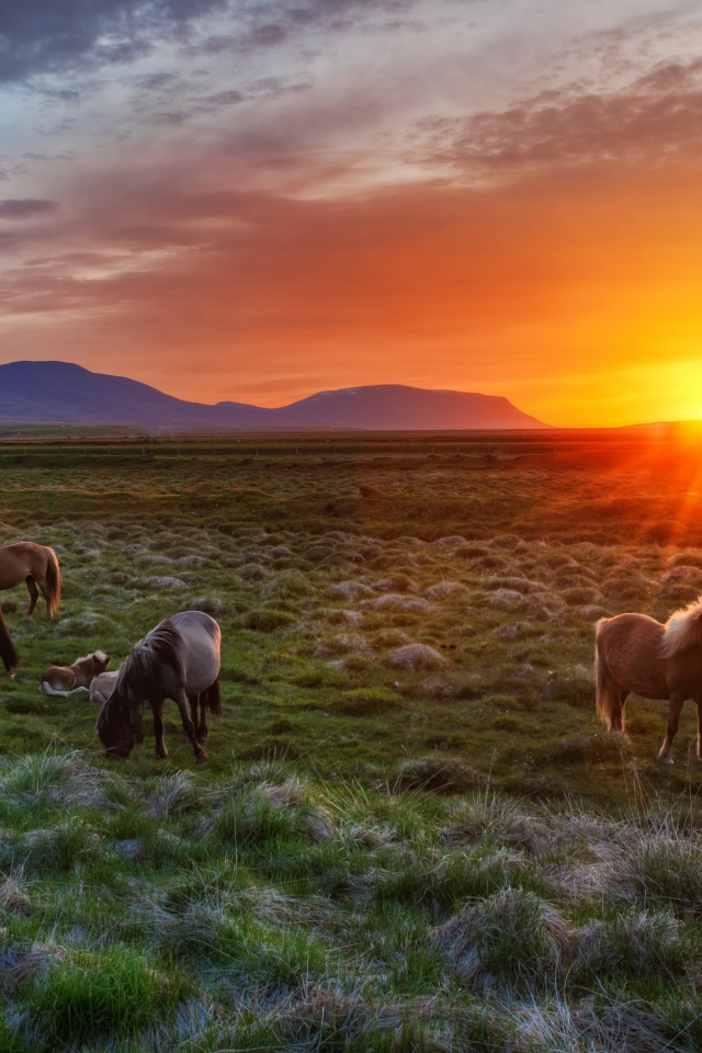 Дикие лошади на рассвете