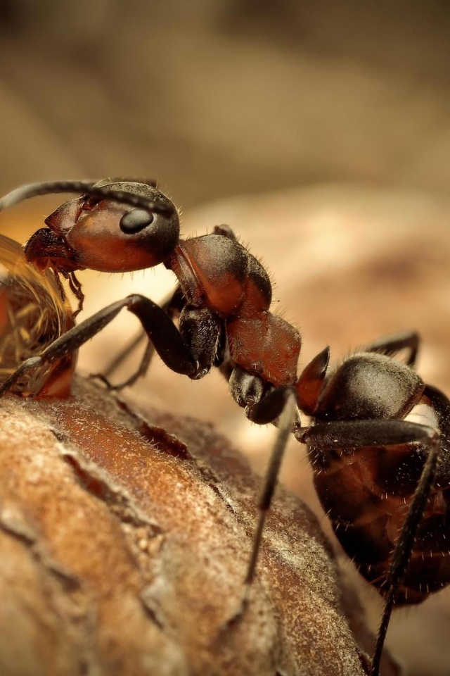 Муравей на охоте