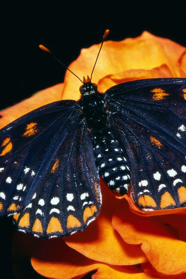 Черная бабочка