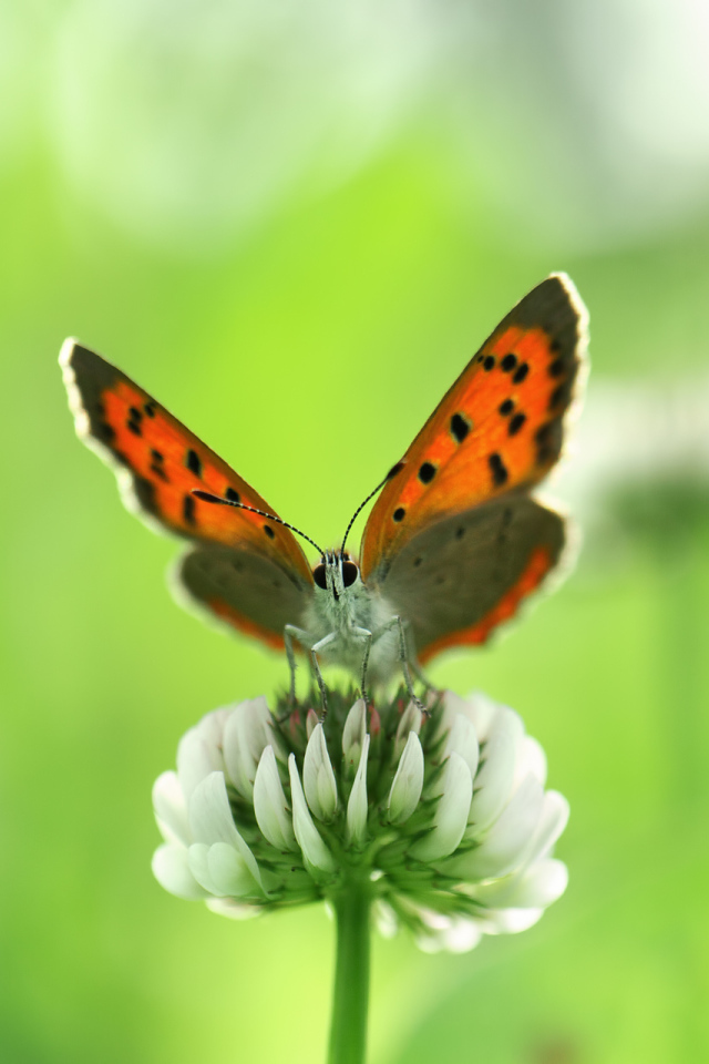 Бабочка и клевер