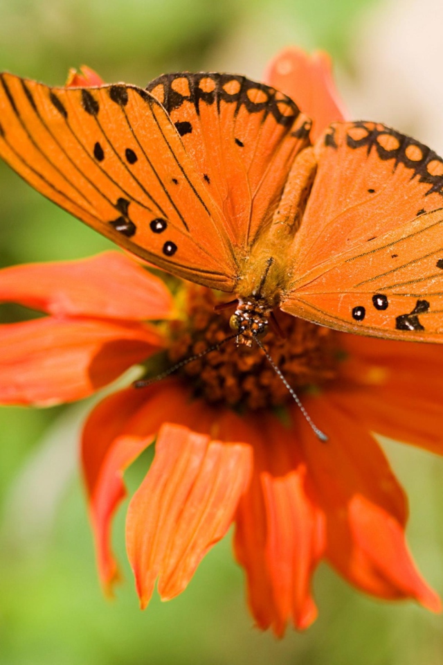 Бабочка и цветок