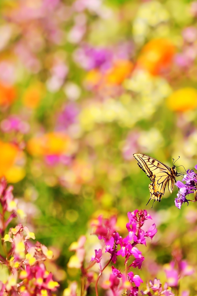 Бабочка и цветы