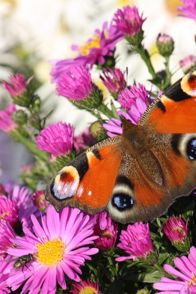 Бабочка и розовые цветы