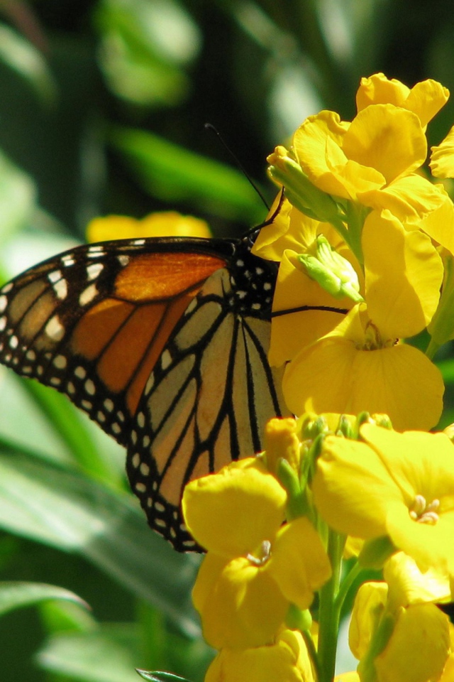 Бабочка и желтые цветы