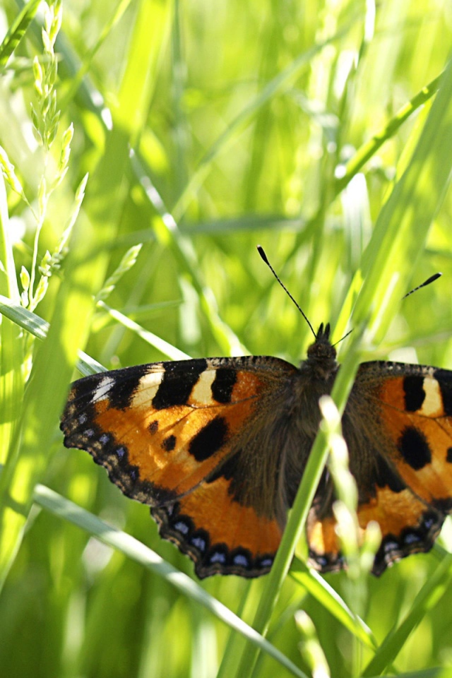 Бабочка в траве