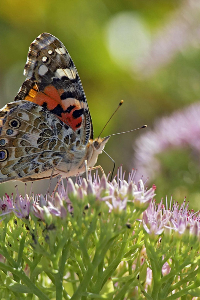 Бабочка на поле