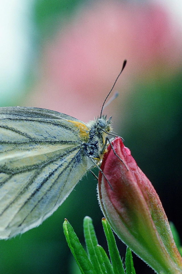 Бабочка у цветка