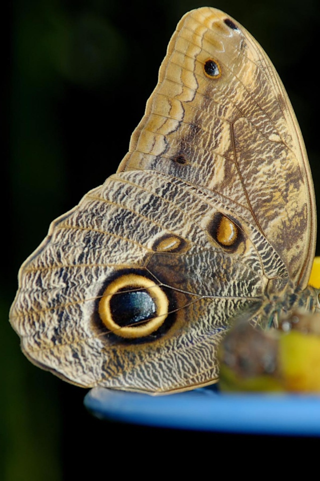 Бабочка с глазом