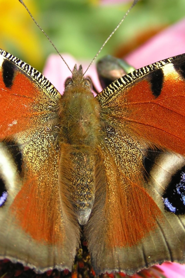 Летящая бабочка