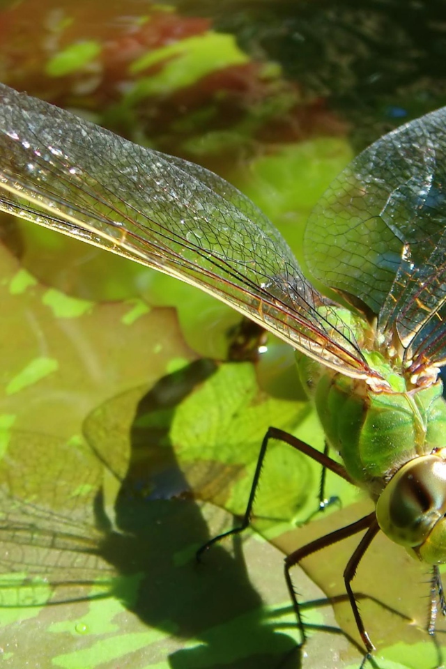 Полет стрекозы
