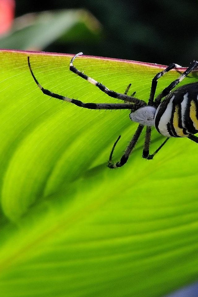 Паук на листке