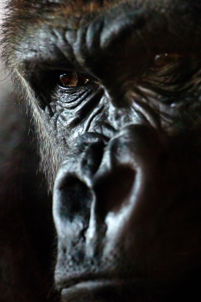 Злая горилла