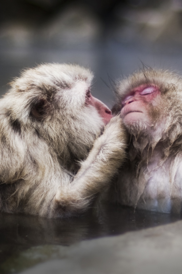 Целующие обезьяны