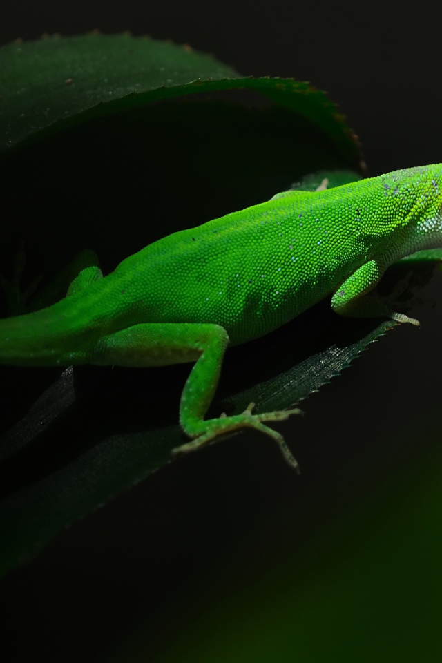 Зеленная ящерица