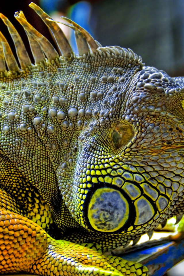 Игуана из Малайзии
