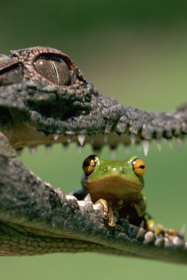 В пасти у крокодила