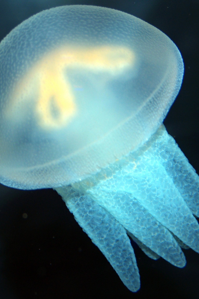 Голубая медуза