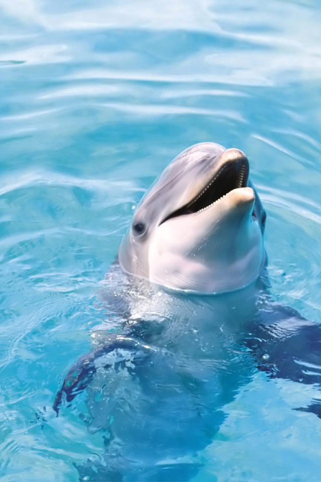 Дельфин в воде