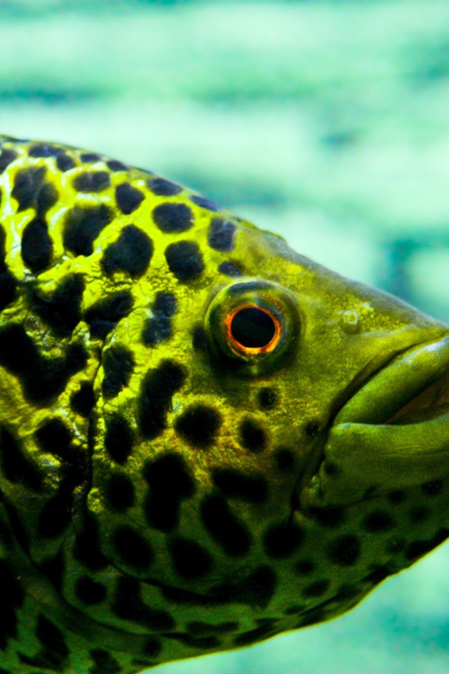 Взгляд рыбы