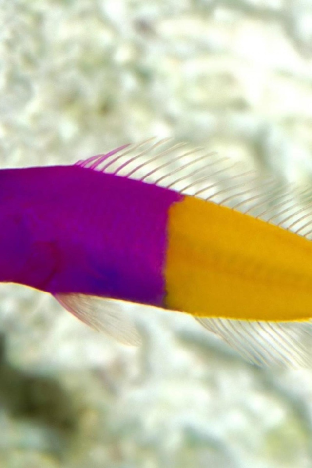 Радужная рыбка