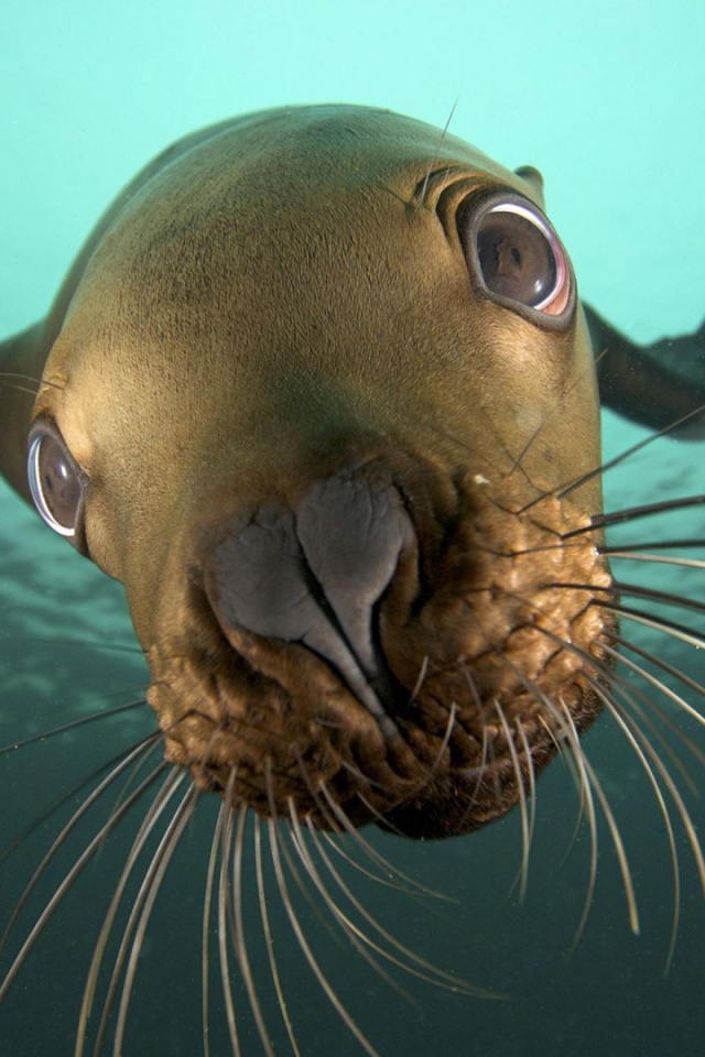 Морской котик под водой