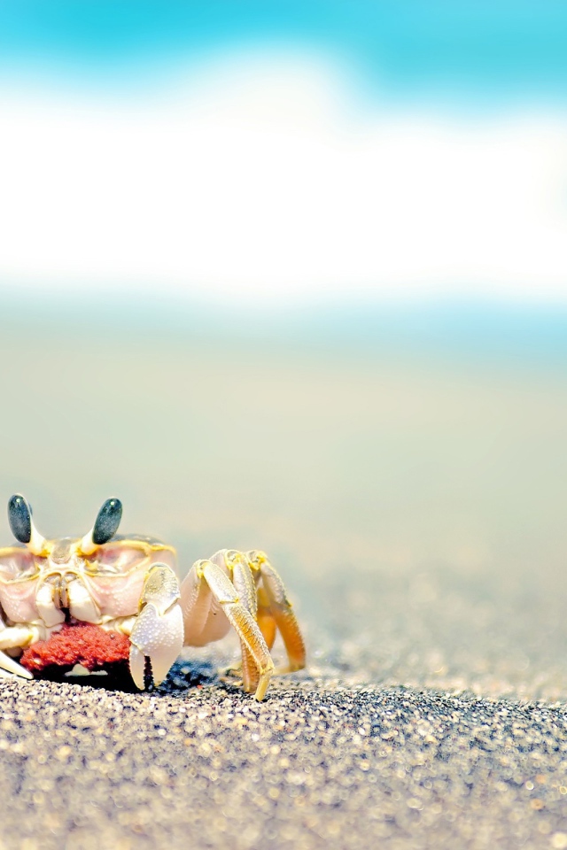 Маленький краб на пляже