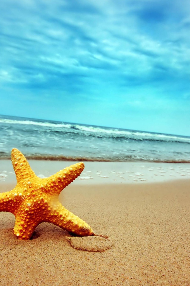 Морская звезда в песке