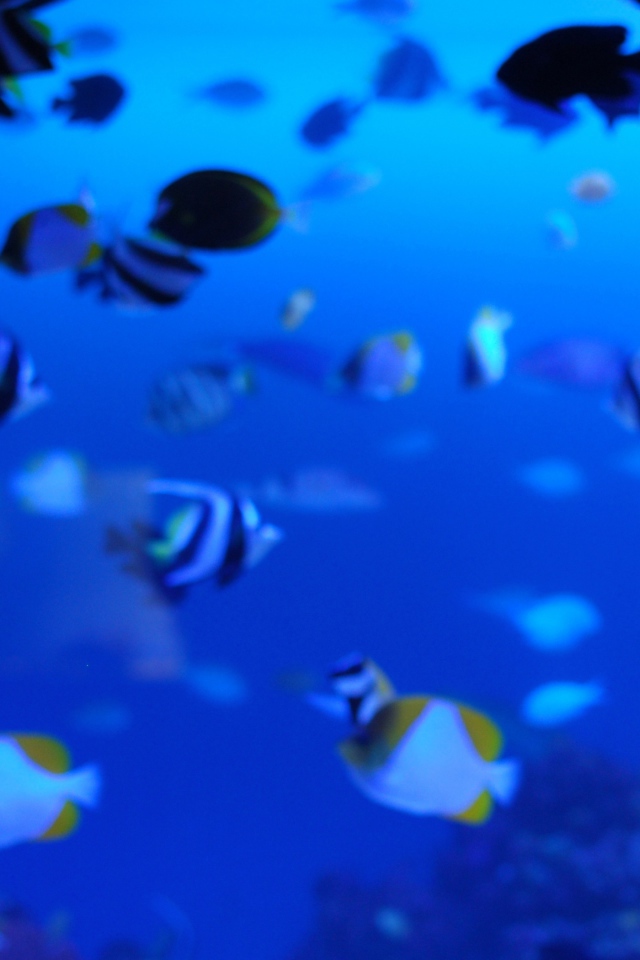 Подводная жизнь