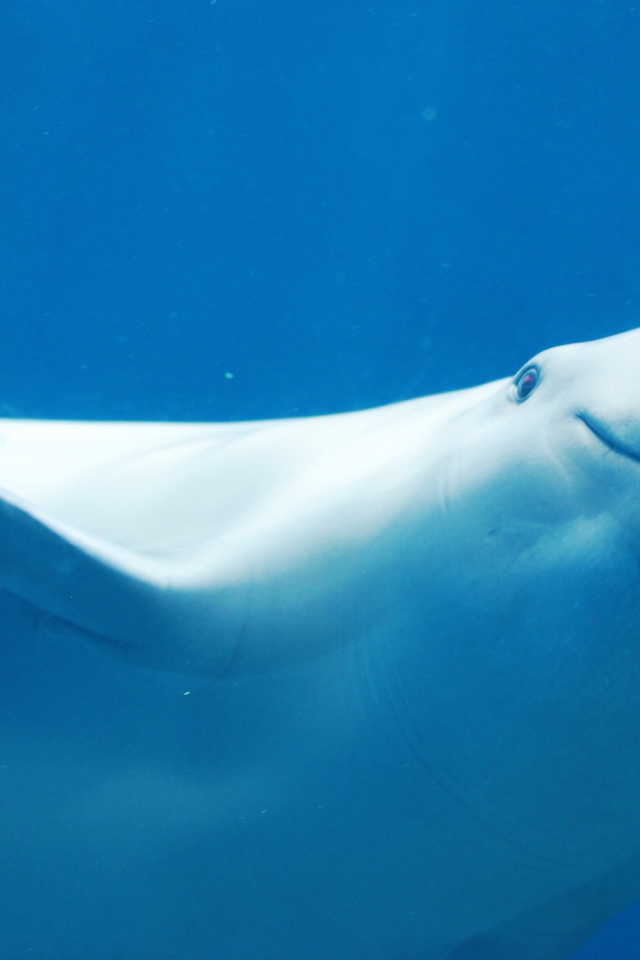 Белый дельфин