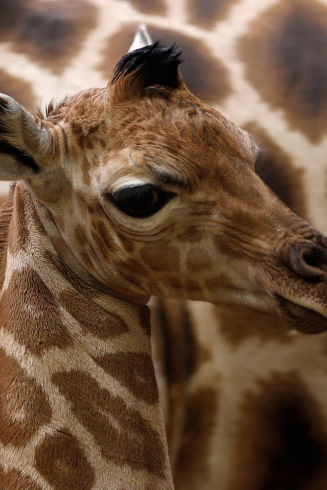 Детеныш жирафа