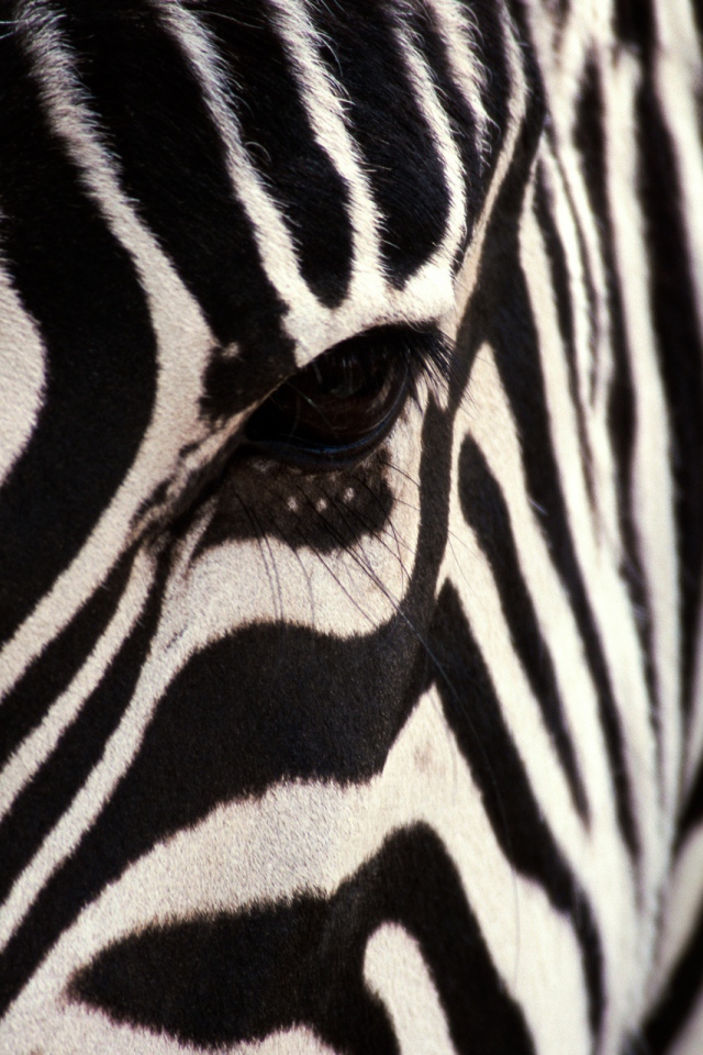 Взгляд зебры