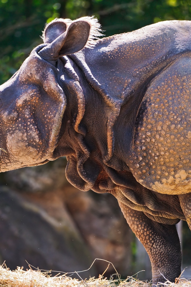 Носорог c травой