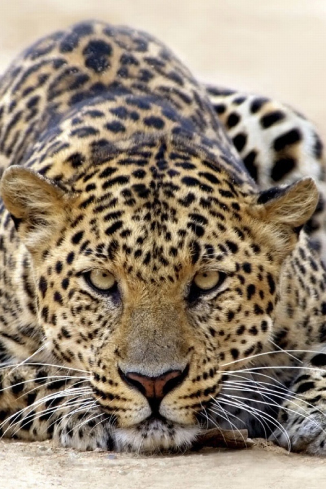 Леопард атакует