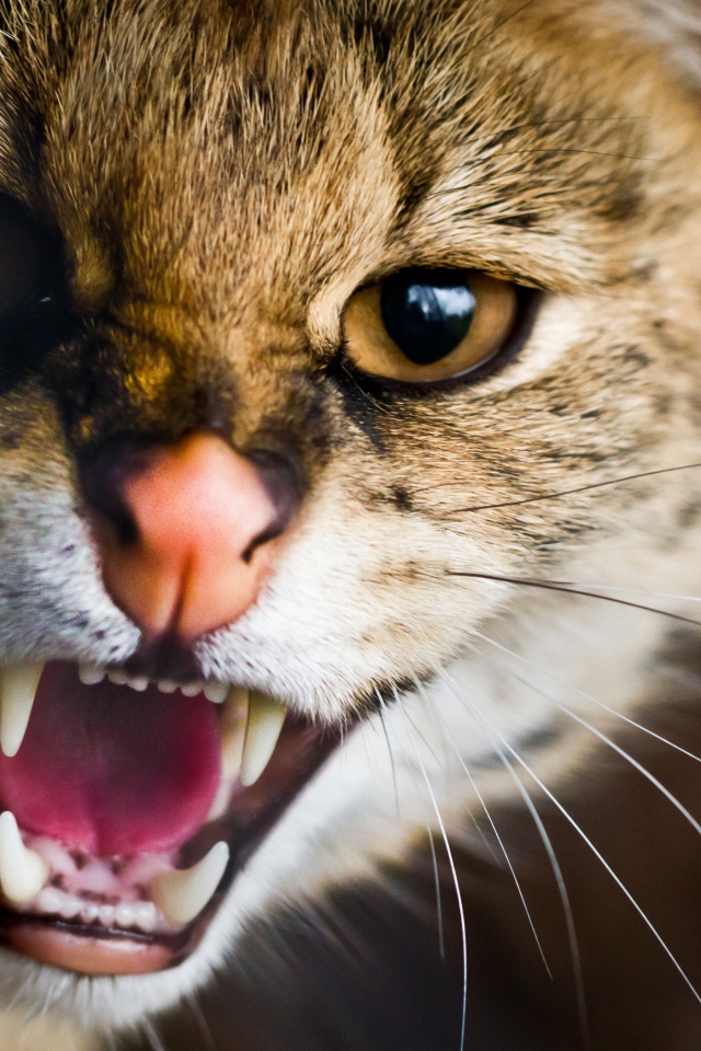 Пасть дикой кошки