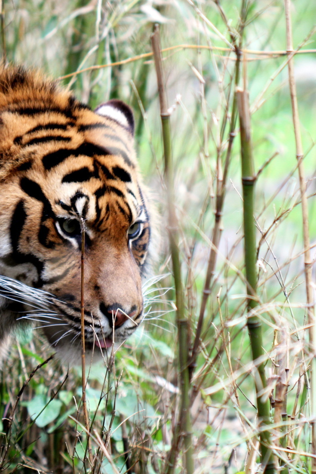 Тигр в тропиках