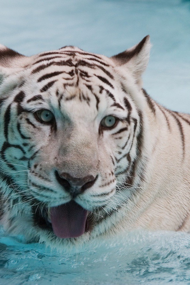 Белый тигр в воде