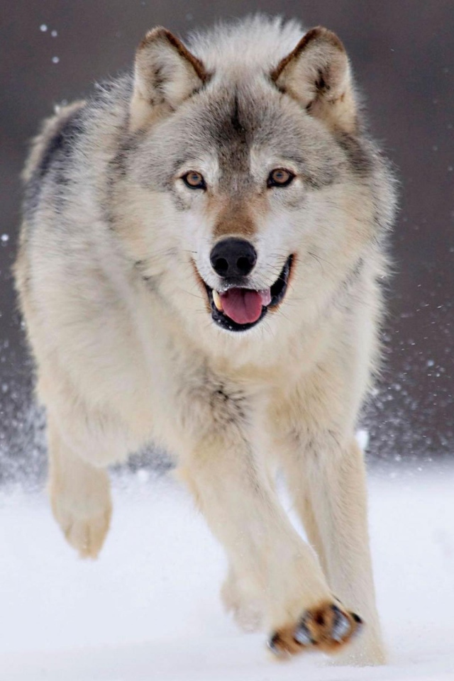 Волк на охоте