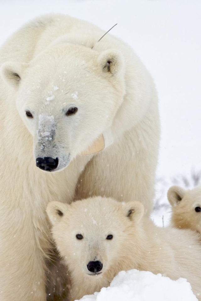 Медведица и малыши