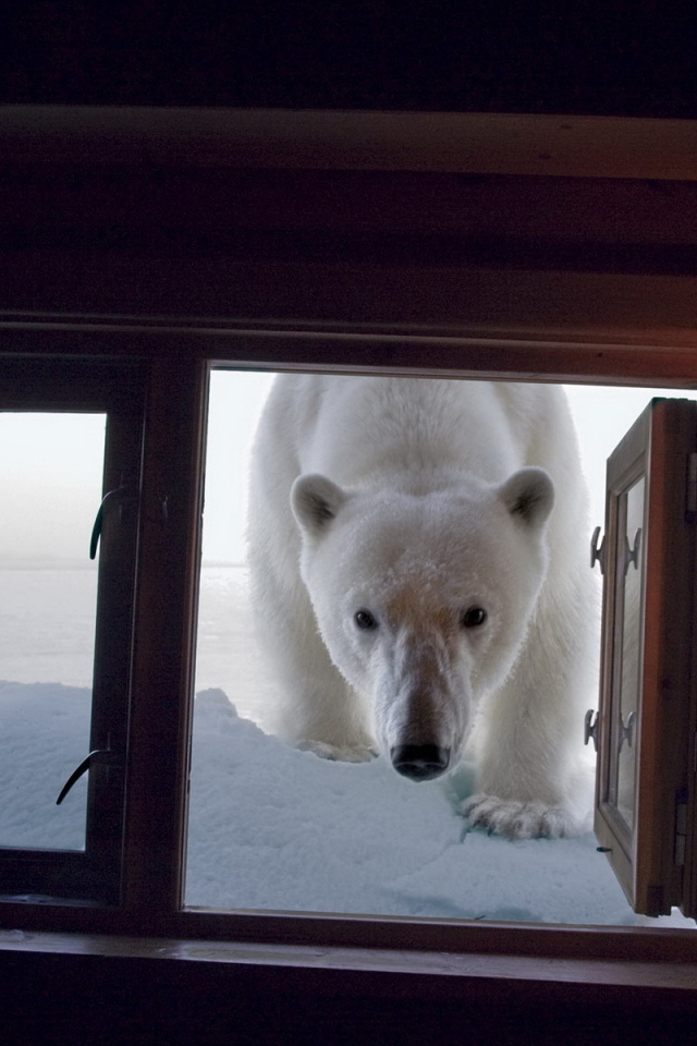 Медведь в окне