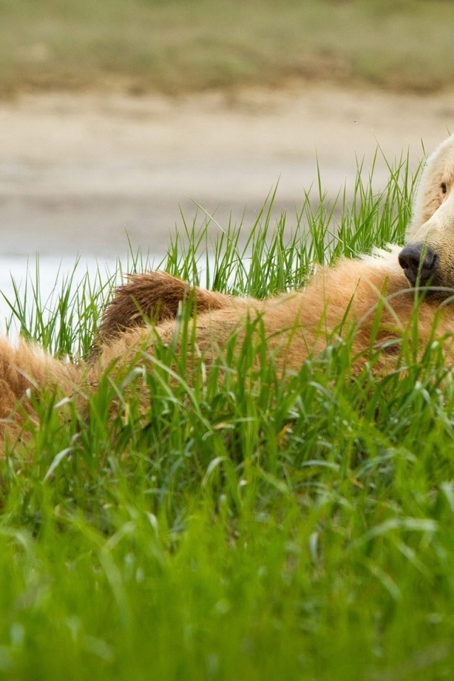 Медведь в траве