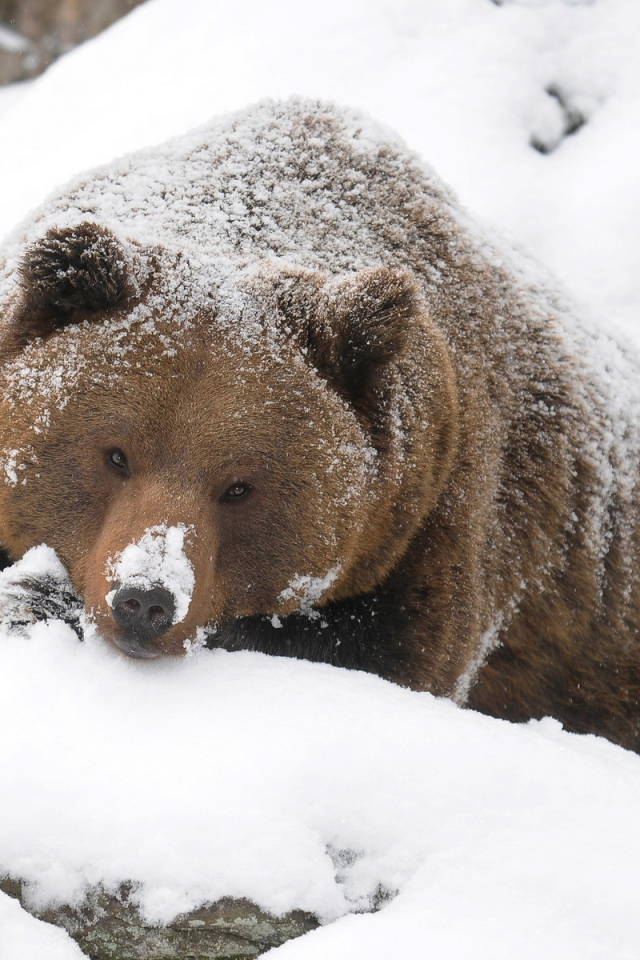 Могучий медведь