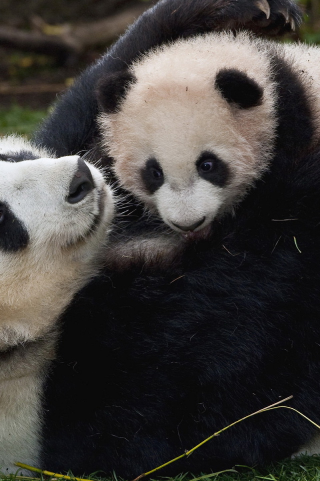 Панда и малыш