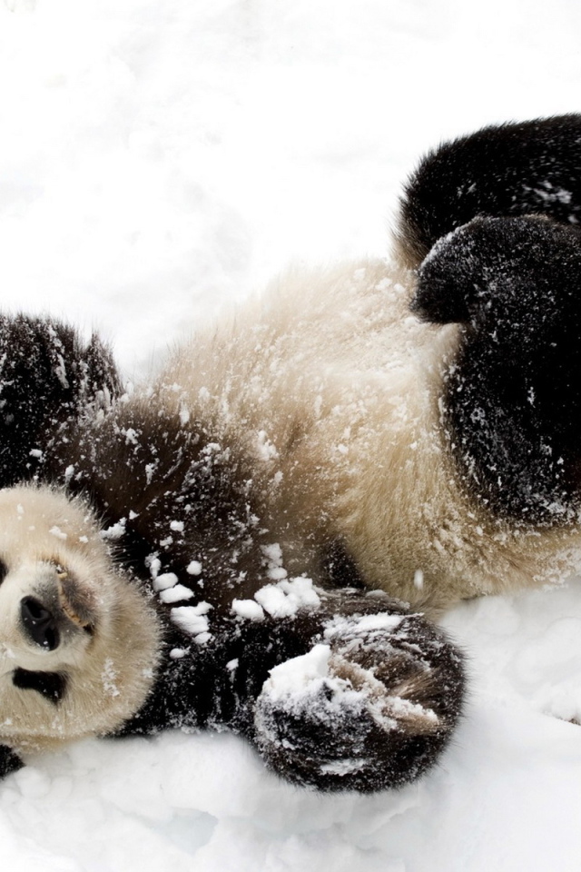 Панда в снегу
