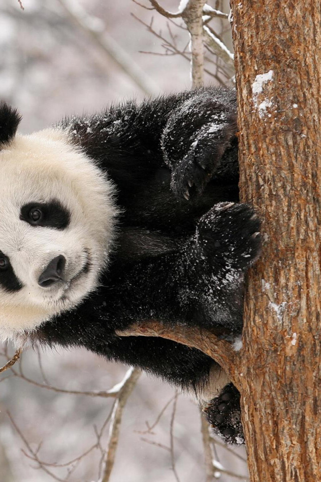 Панда на дереве