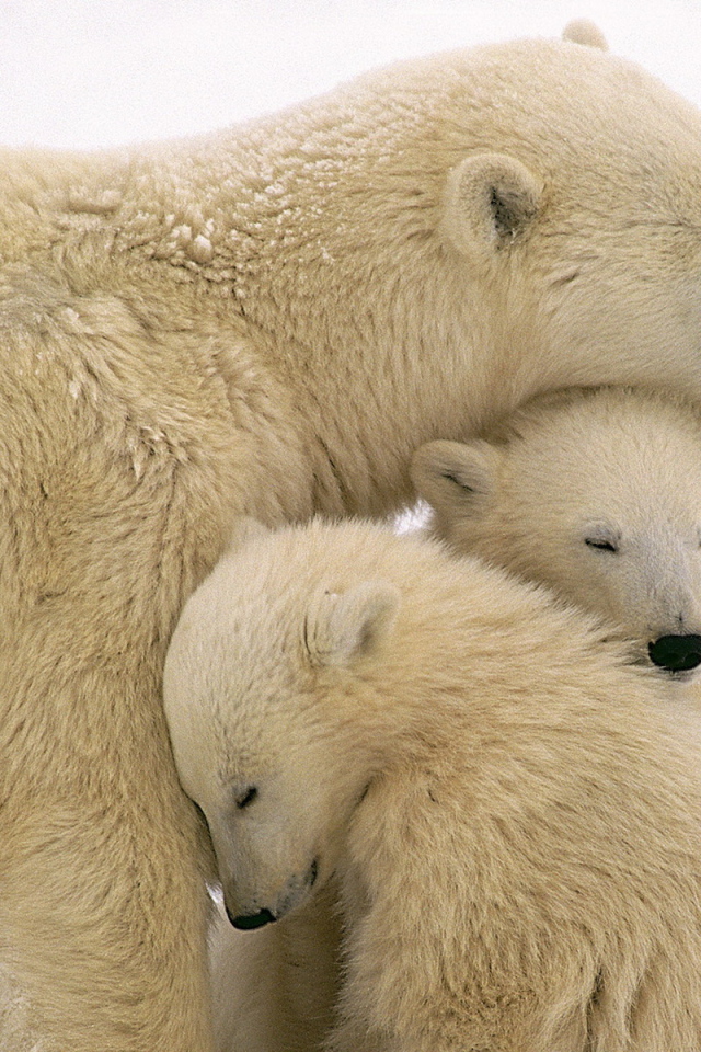 Белые медведи