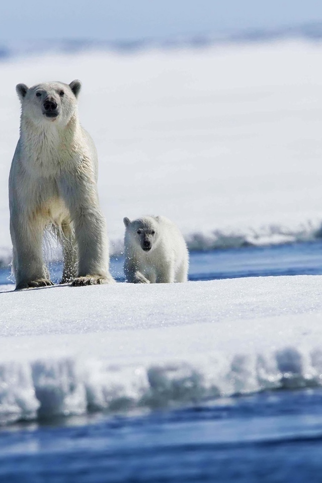 Медведица и детеныши