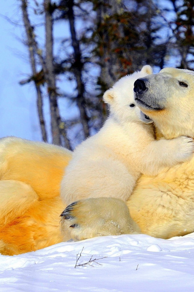 Белая медведица