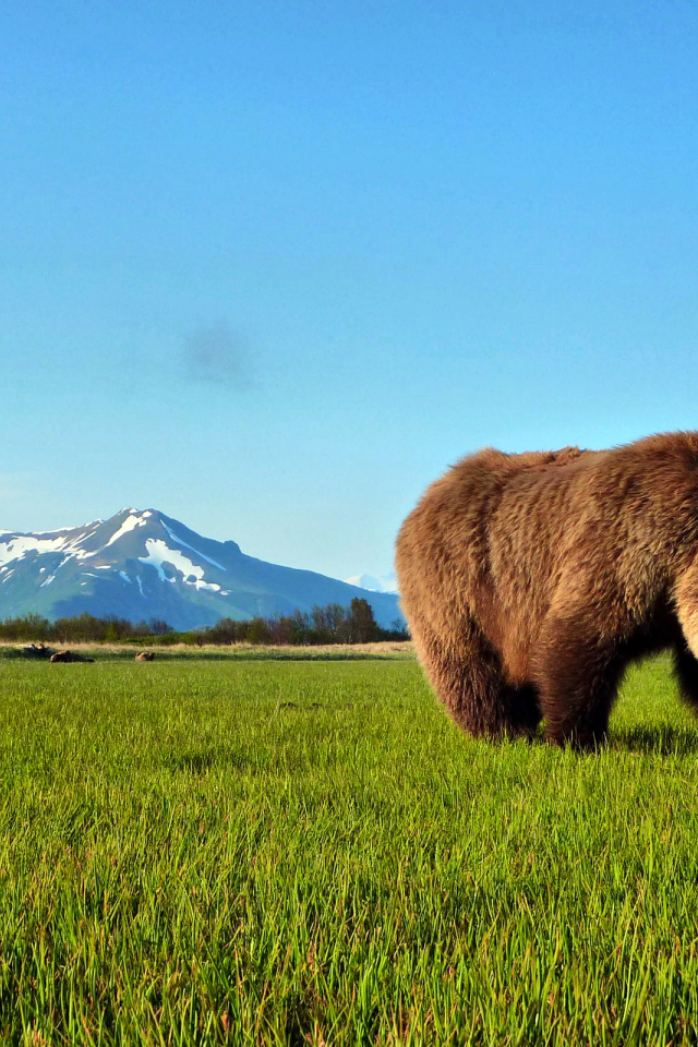 Бурый медведь