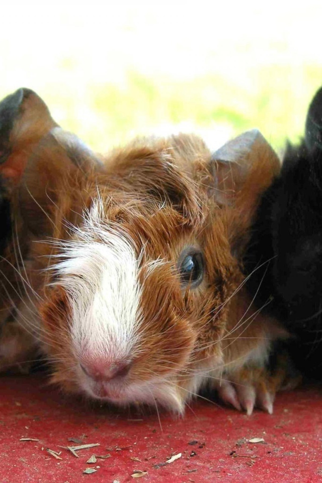 Морские свинки